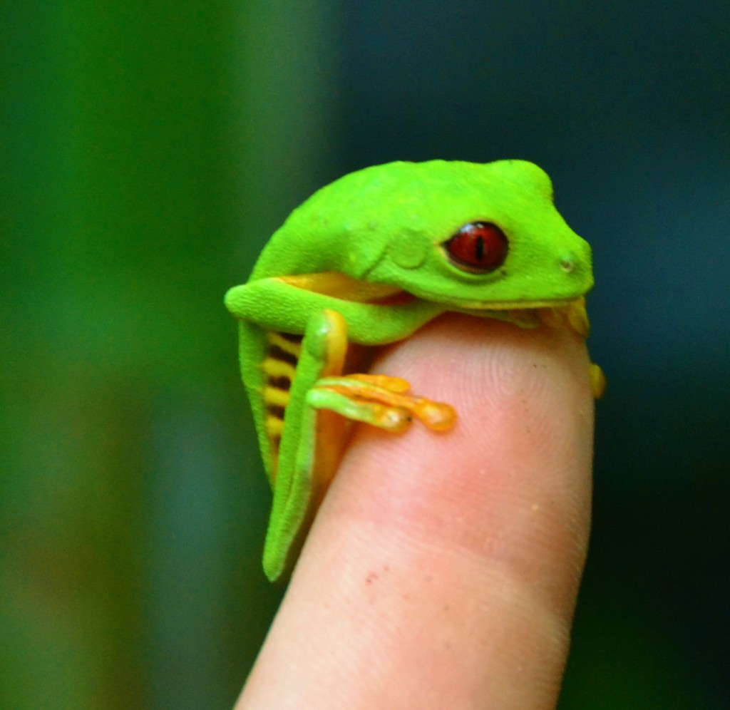 frogs in Costa Rica