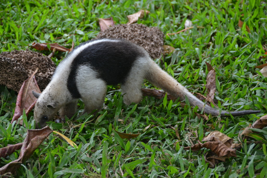 baby anteater Costa Rica