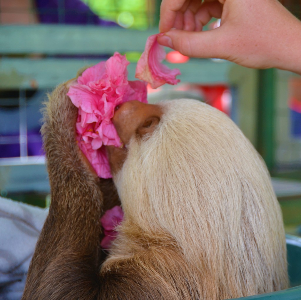 sloth in Costa Rica