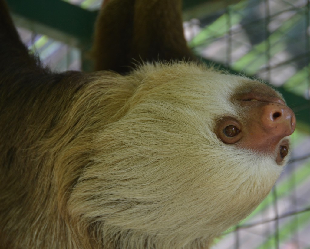 sloth in Costa Rica