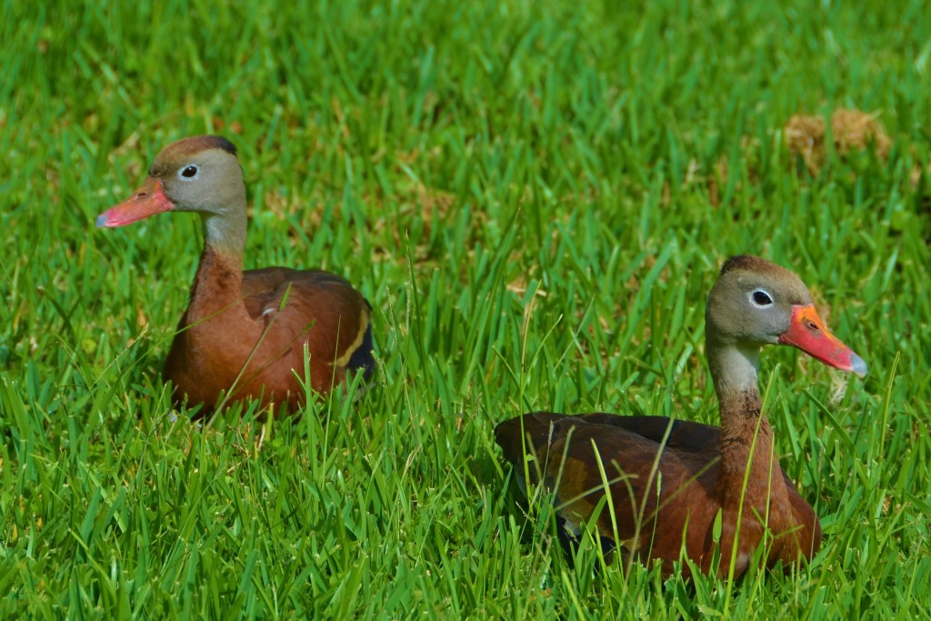 animal sanctuary Costa Rica