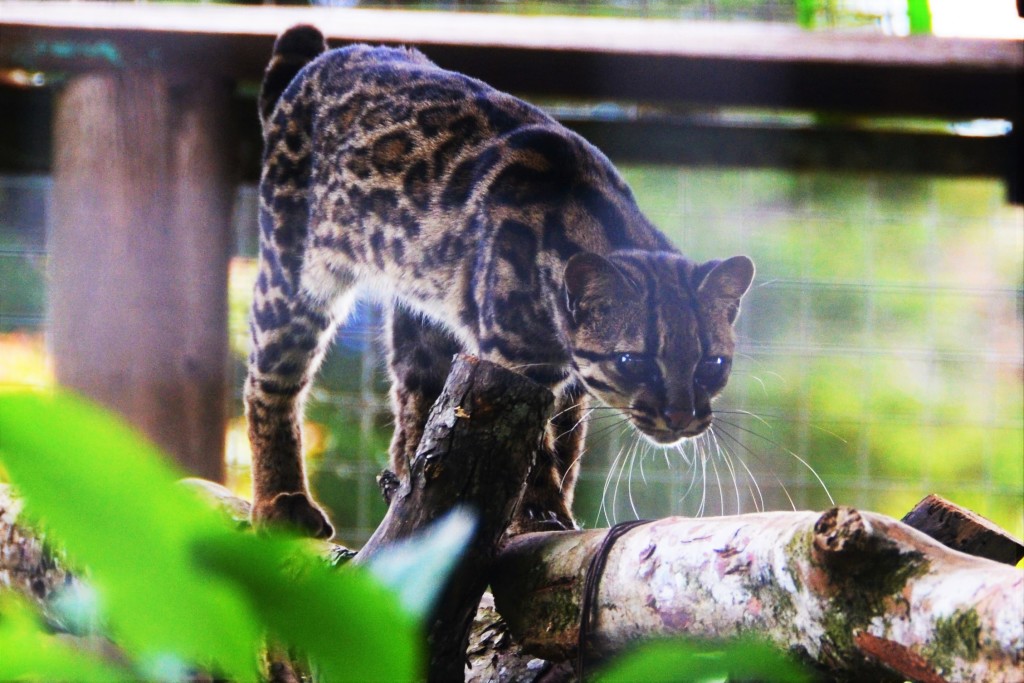 Oncilla, Costa Rica