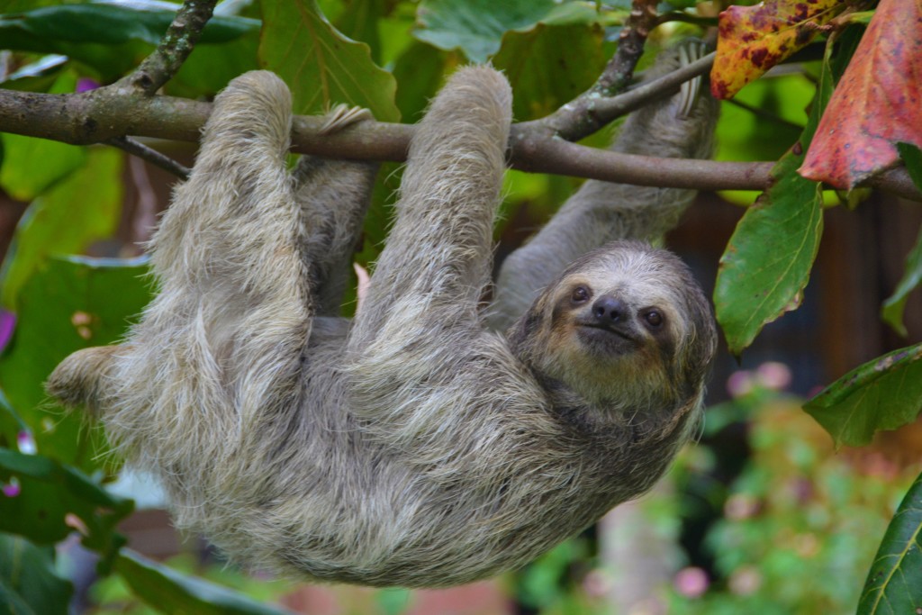 sloth in Costa Rica