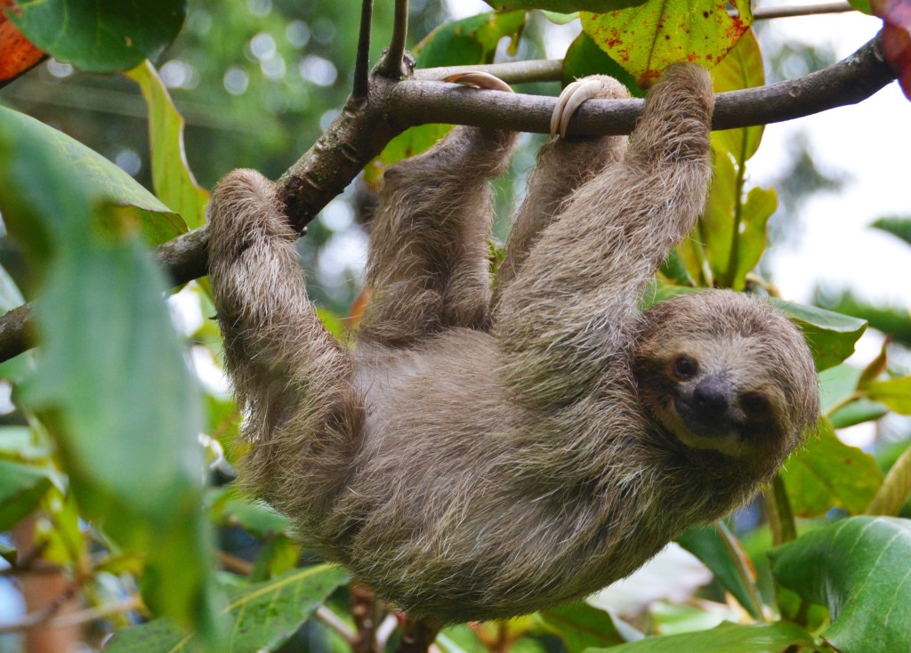 sloth in Costa Rica