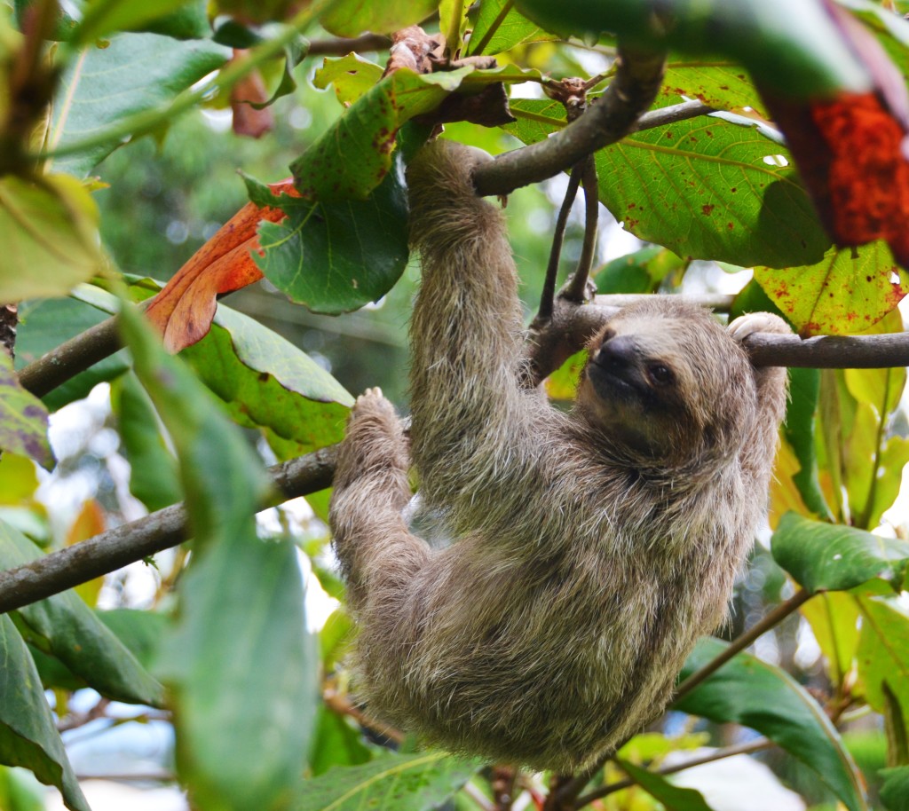 sloth in Costa Rica