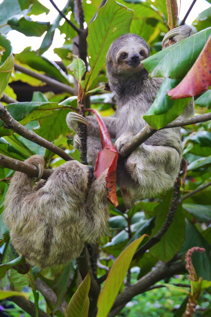 sloth in Costa Rica