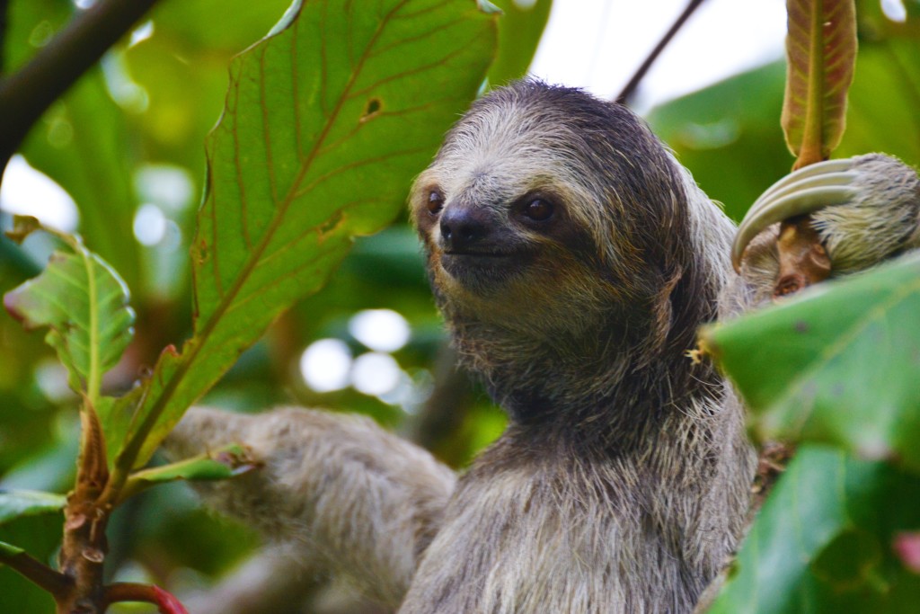 sloth in Costa Rica