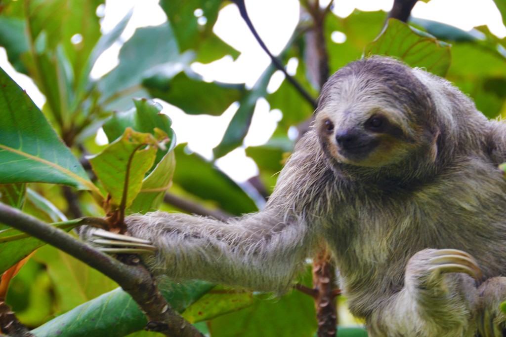 sloth in Costa Rica