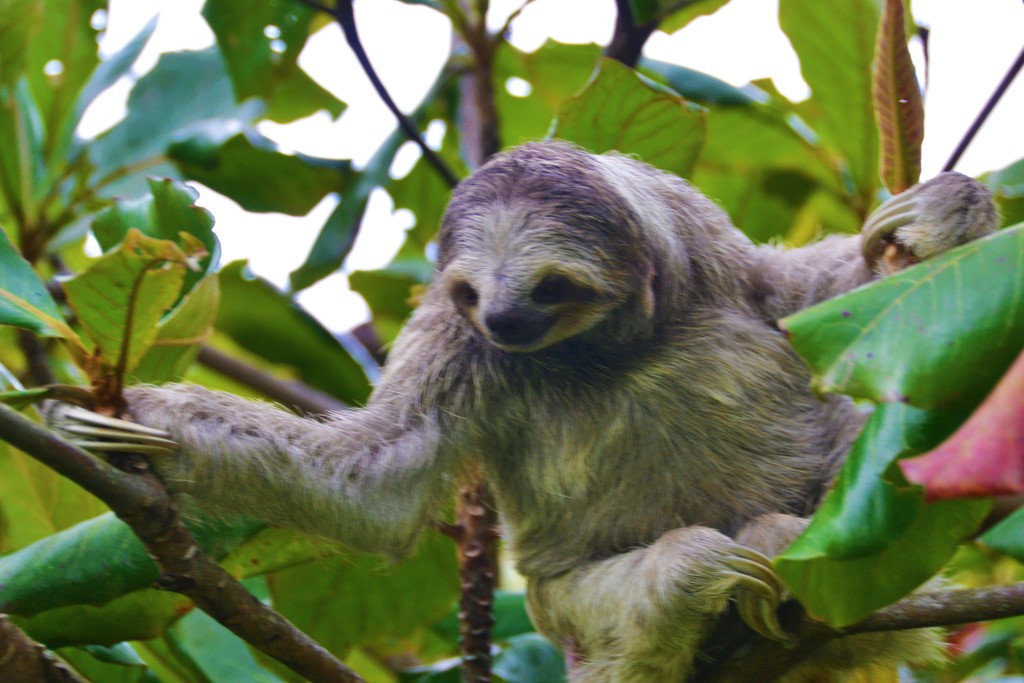 sloth in Costa Rica