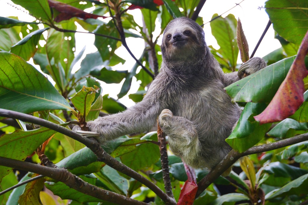 sloth in Costa Rica