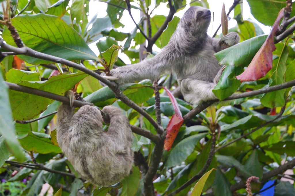 sloths in Costa Rica