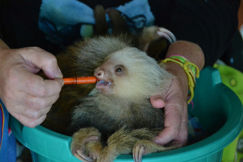 sloth in Costa Rica