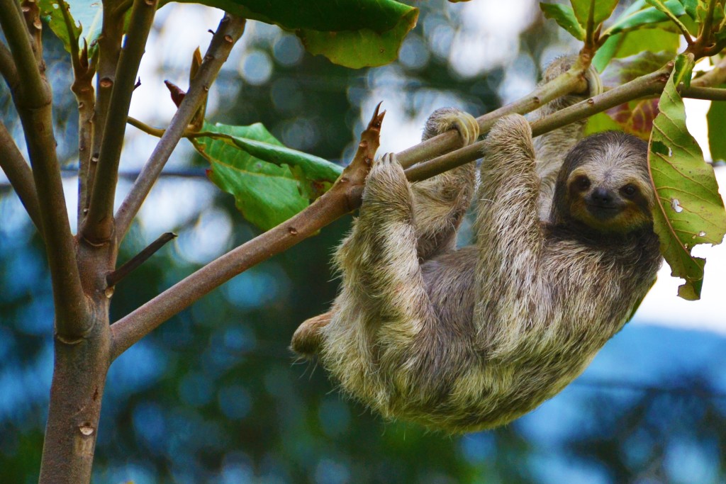 sloth in Costa Rica