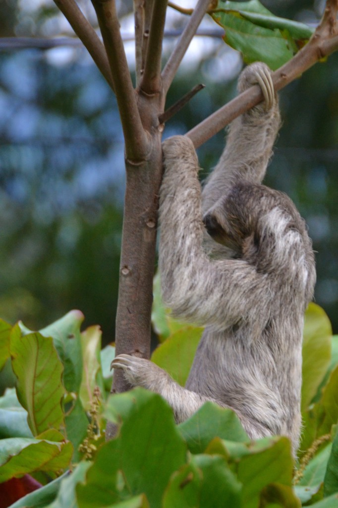 sloth in Costa Rica