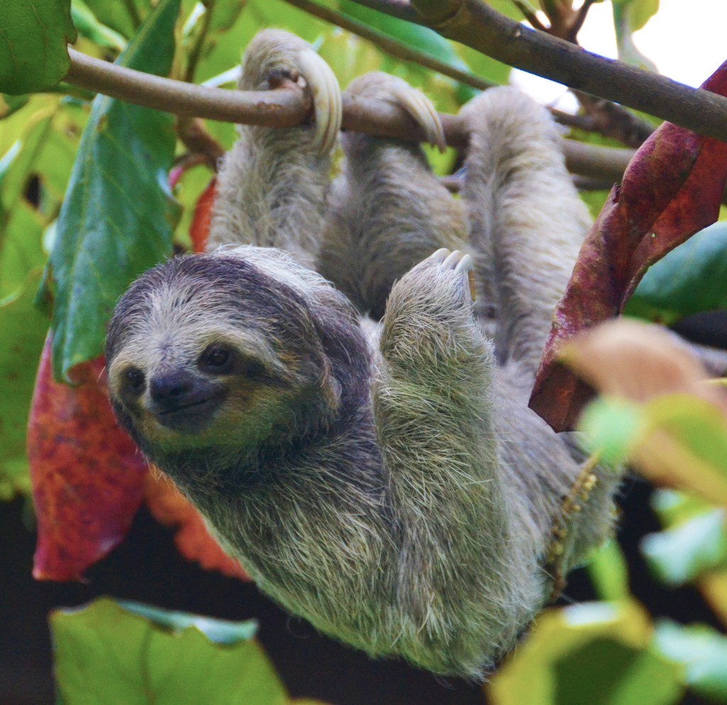 sloth in Costa Rica