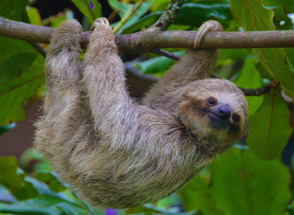 sloth in Costa Rica