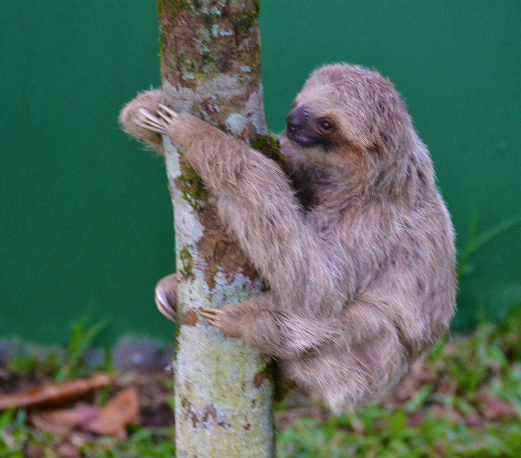 sloth in Costa Rica