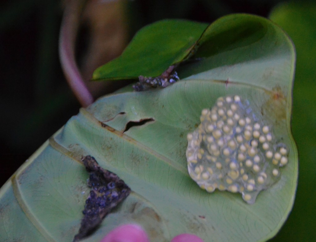 frogs in Costa Rica