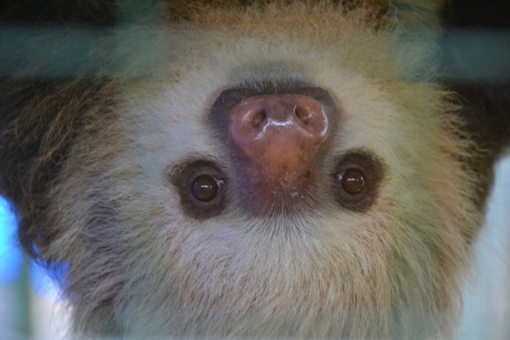 sloth in Costa Rica