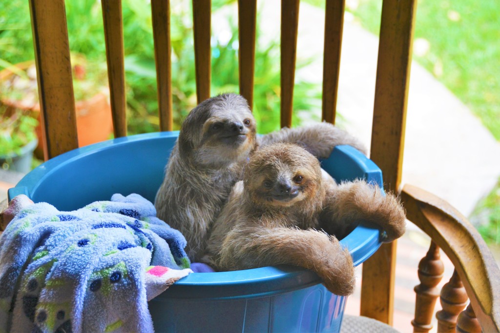 baby sloth in Costa Rica