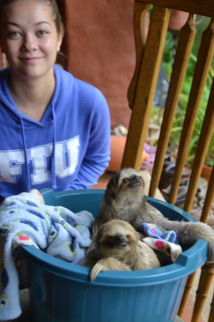 baby sloth in Costa Rica