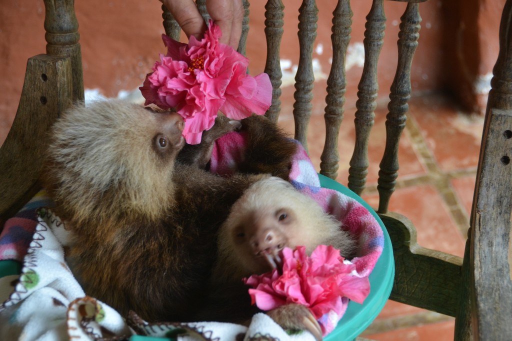 baby sloth in Costa Rica