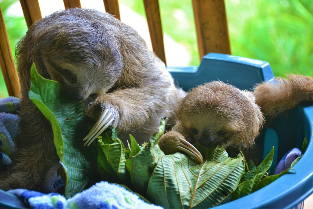 baby sloth in Costa Rica