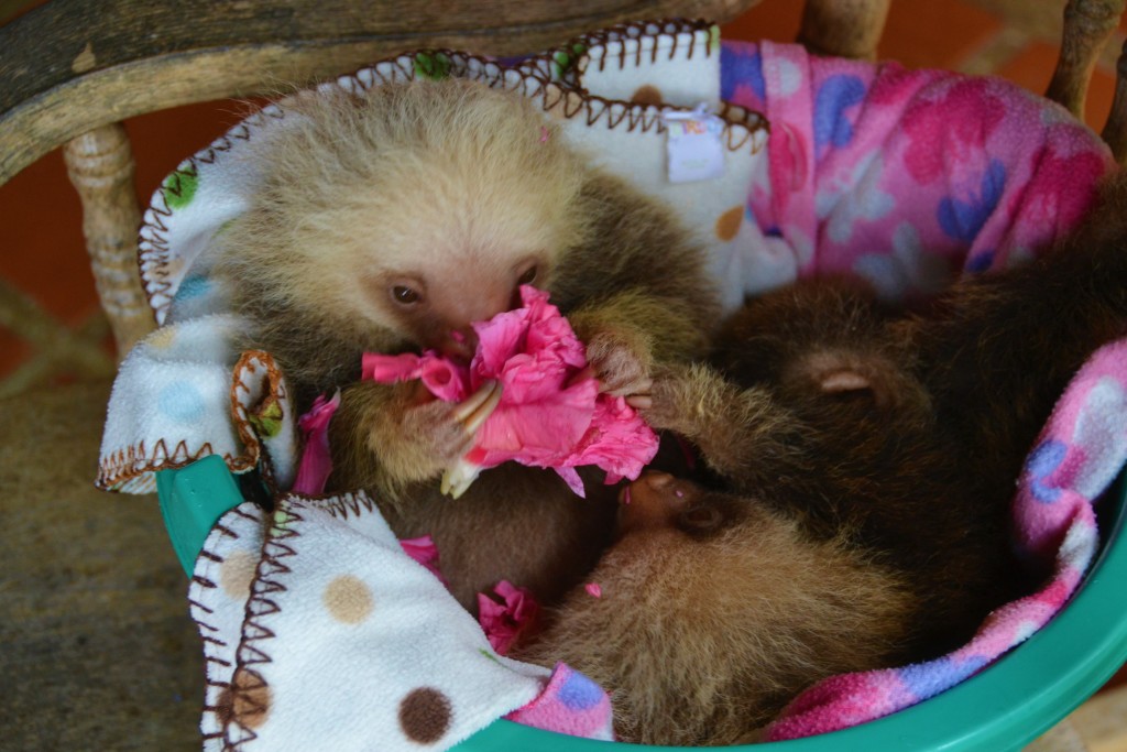 sloth in Costa Rica