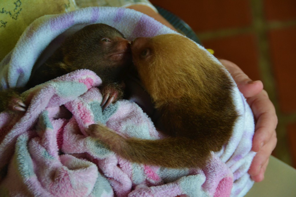 sloth Costa Rica