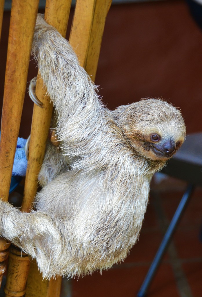 sloth in Costa Rica