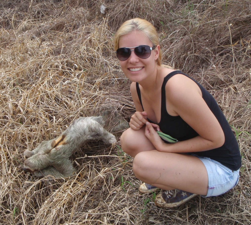 sloth in Costa Rica