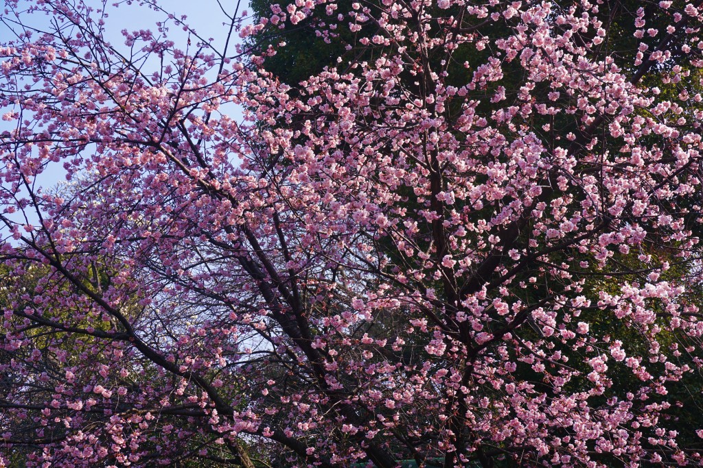 Tokyo