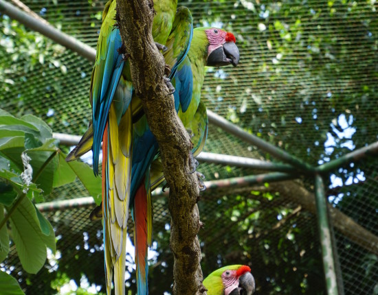 Great Green Macaws