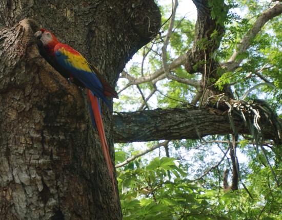 Macaw