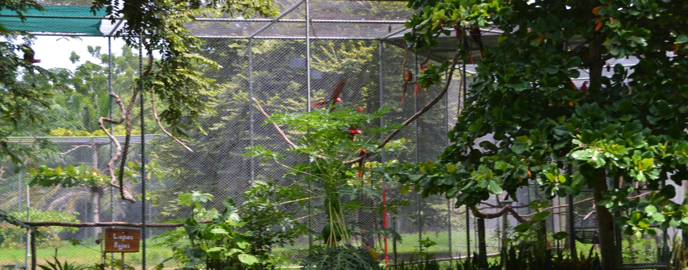 Macaw Enclosure