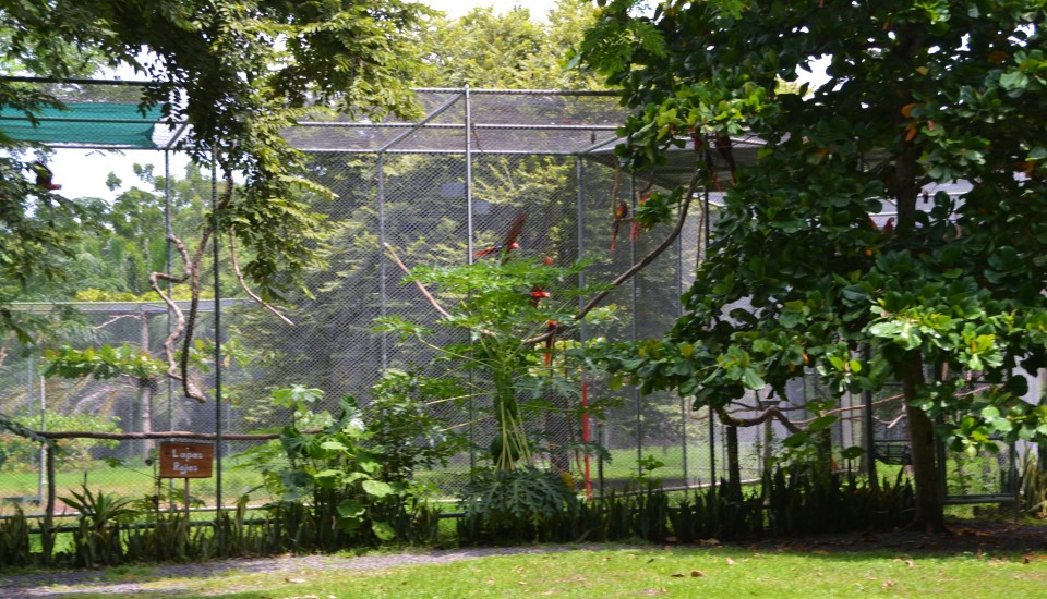 Macaw Enclosure