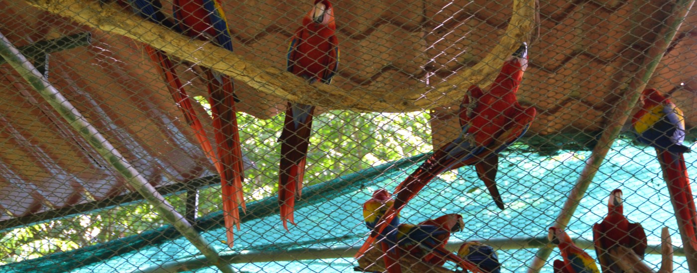 Macaws