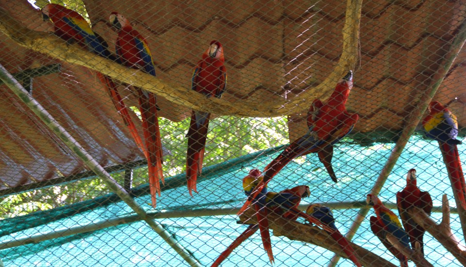 Macaws