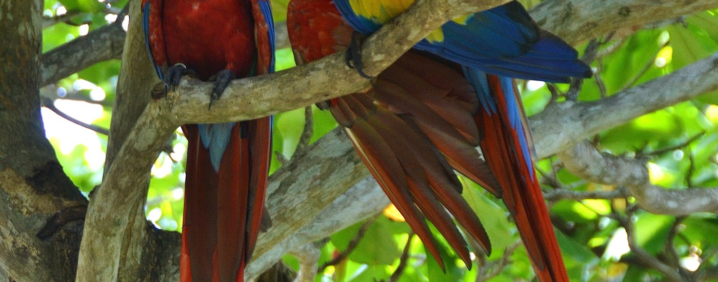 Macaws