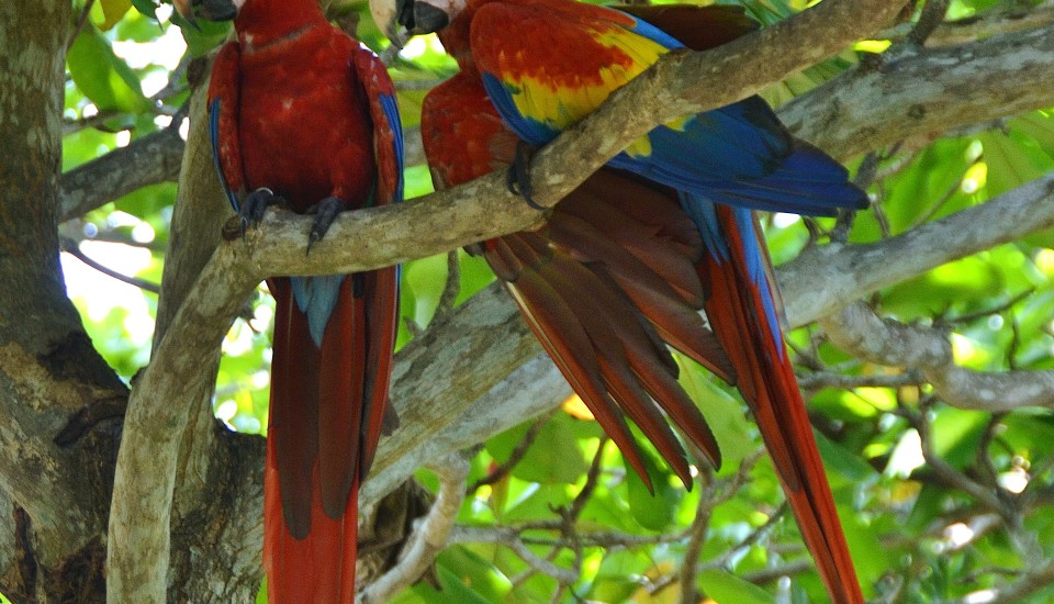 Macaws