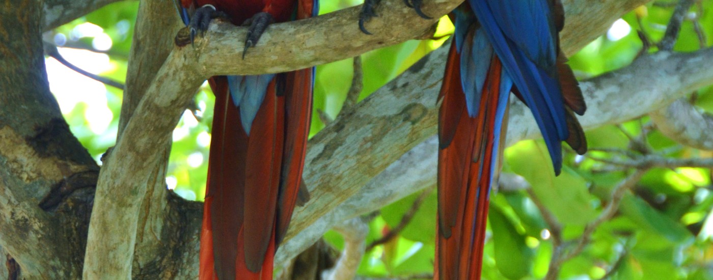 Macaws