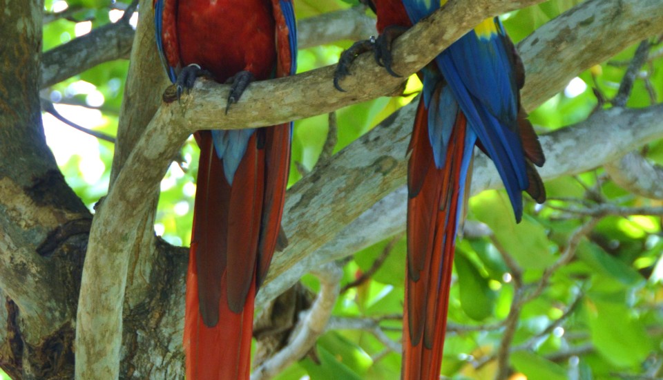 Macaws