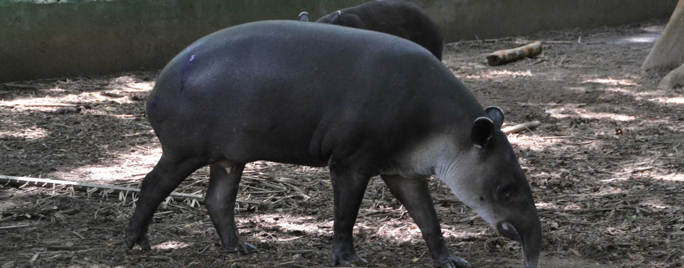 Tapir