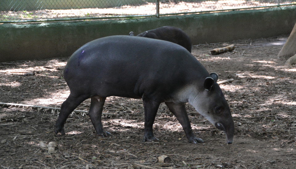 Tapir