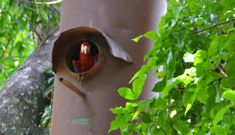 Macaws