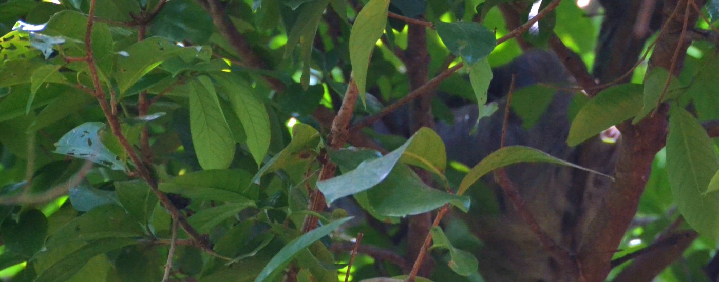 sloth in canopy