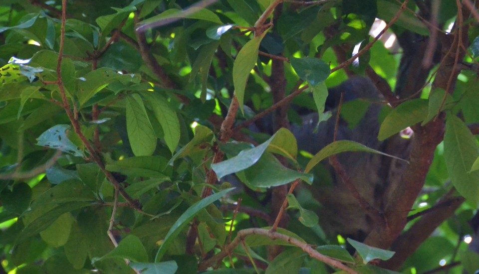 sloth in canopy