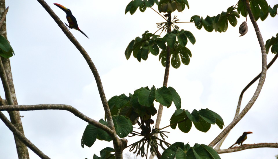 toucans