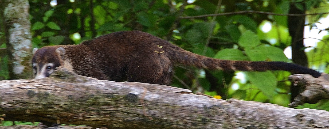 Coatimundi