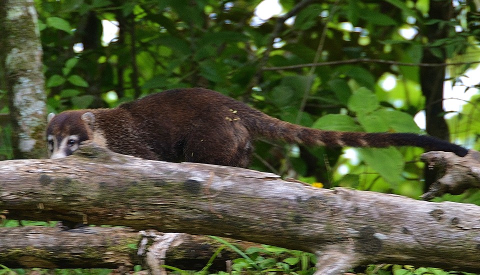 Coatimundi